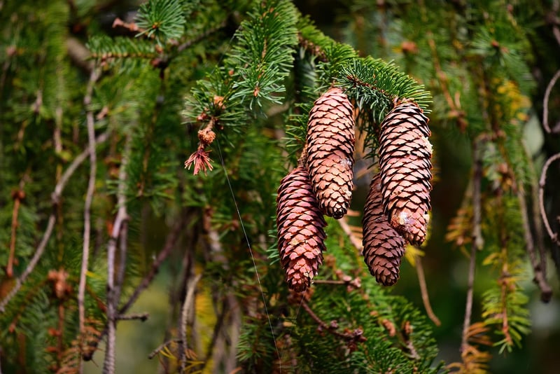 Nature-Inspired Decor